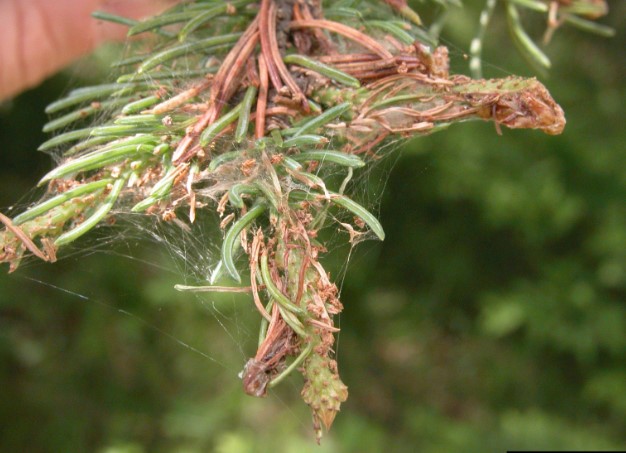 spruce-budworm-damage