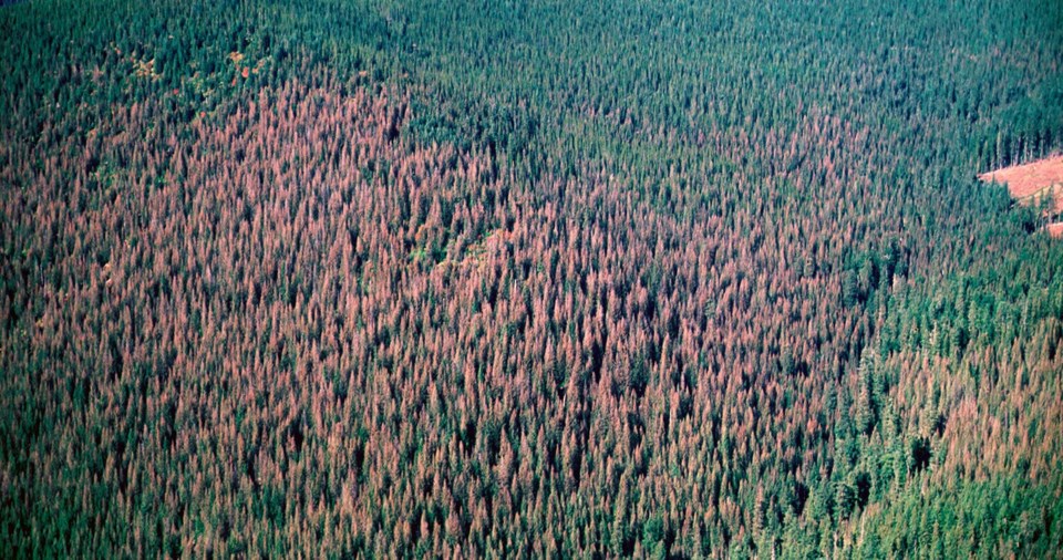 spruce-budworm-damage-overhead-view