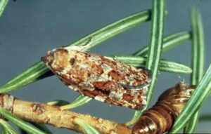 spruce-budworm-emerging-from-pupal-state