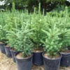 tree-nursery-spruce-trees