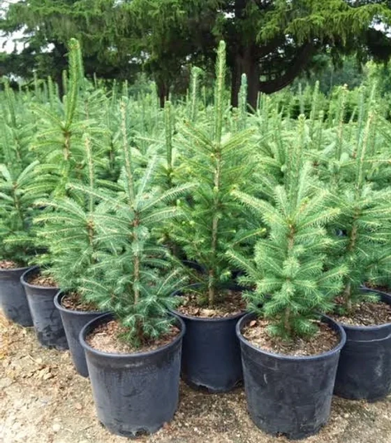 tree-nursery-spruce-trees