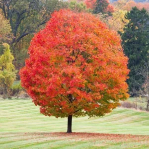 sugar-maple-tree