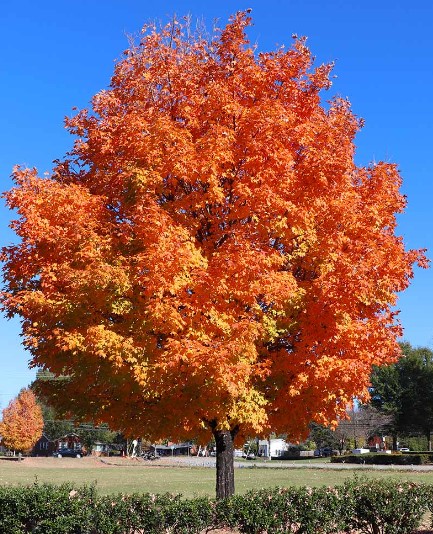 sugar-maple-tree