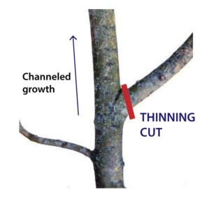 thinning-cut-pruning-example-prune-trees-diy