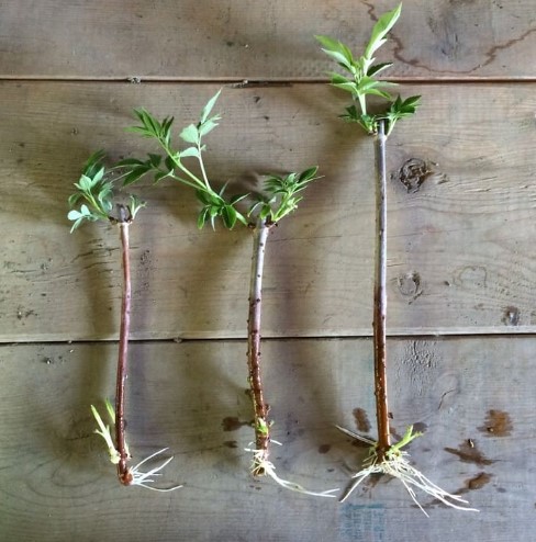 transplant-rooted-cuttings-into-pots-appearance