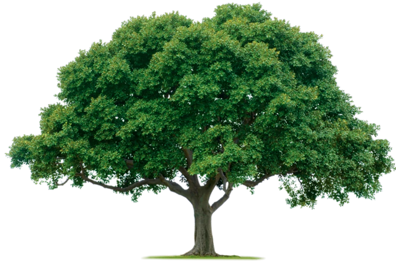 tree-background-picture