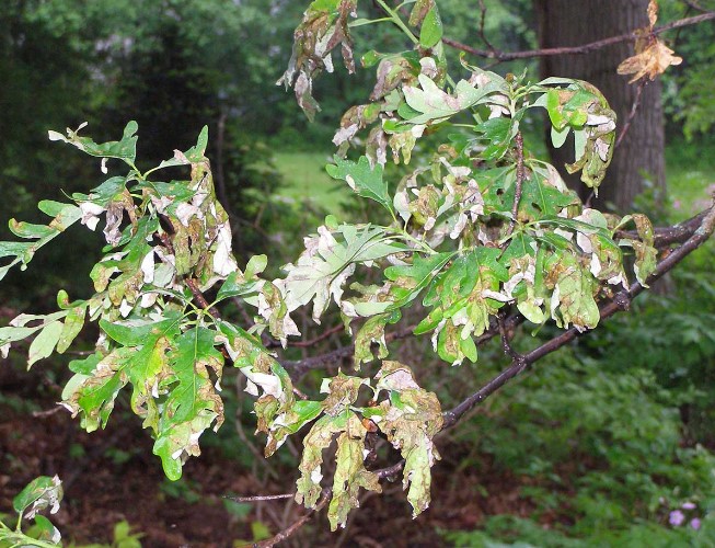 tree-disease-symptom