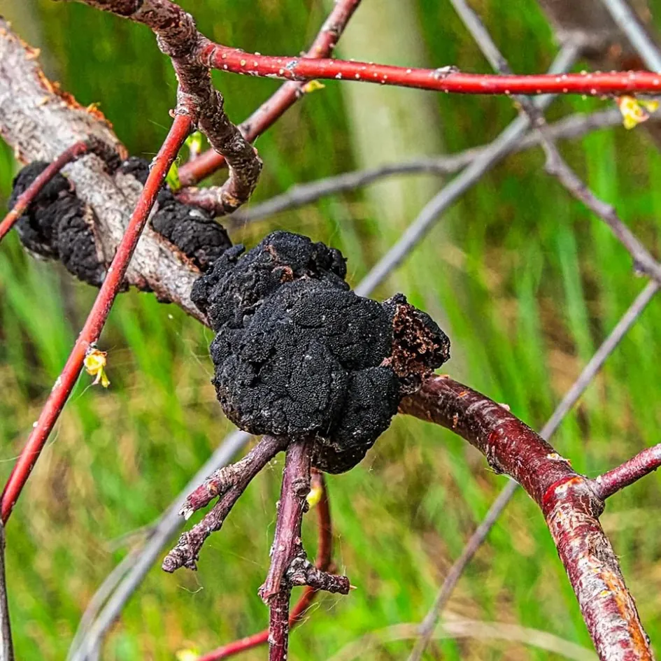 tree-diseases-north-america