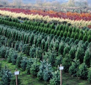 tree-nursery-fall-colors