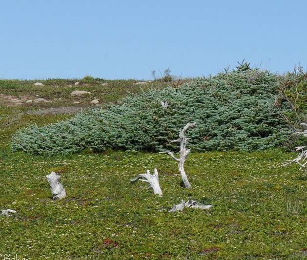 tuckamore-spruce-trees