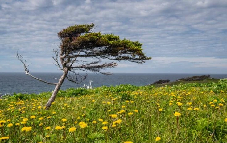 tuckamore-tree-in-open-field