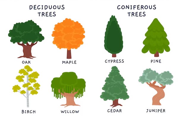 types-of-trees-diagram