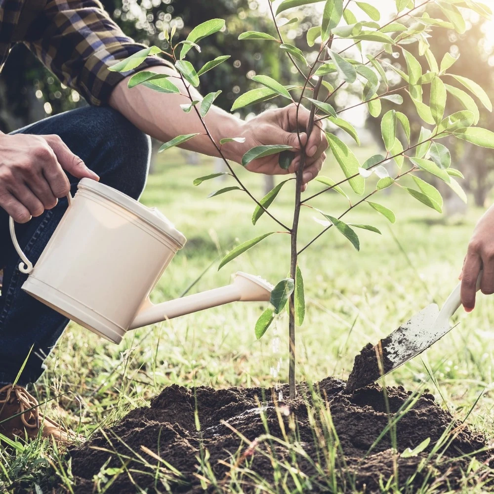 watering-newly-planted-trees