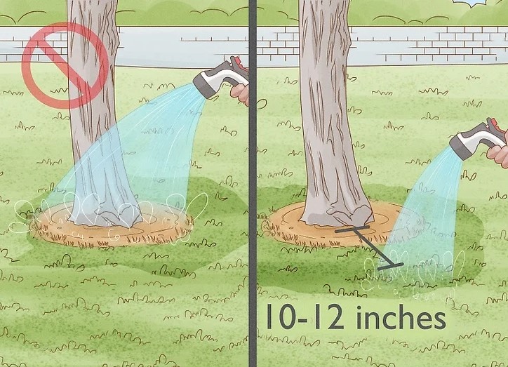 watering-young-trees-pictured