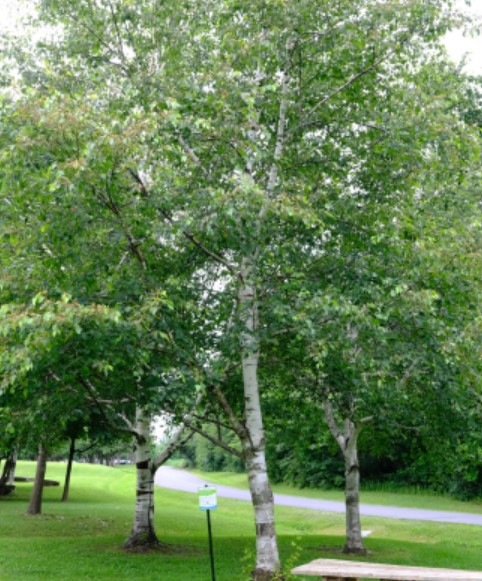 white-birch-trees