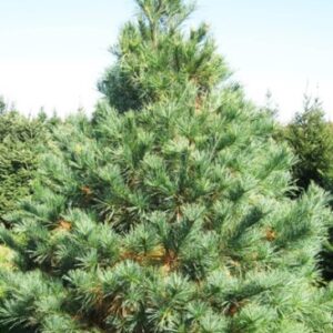 white-pine-tree