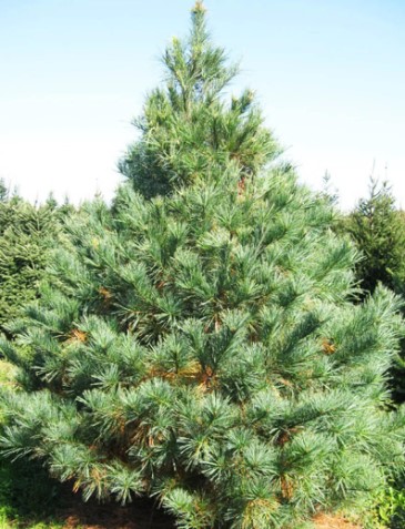 white-pine-tree