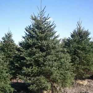 spruce-tree