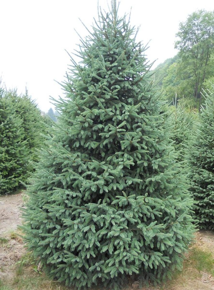 white-spruce-tree