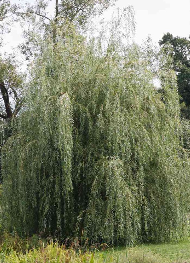 willow-tree-for-wet-locations