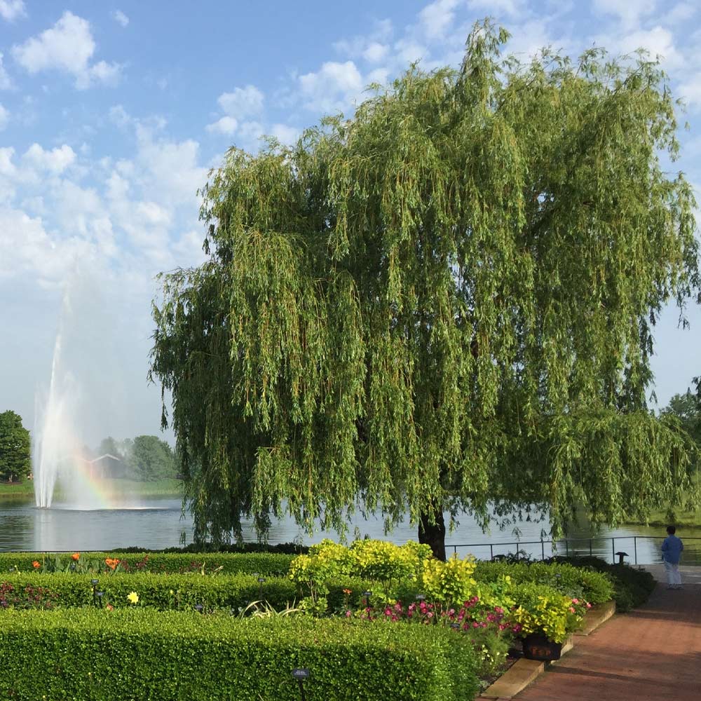 willow-tree-growing-near-water