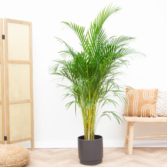 Areca Palm tree