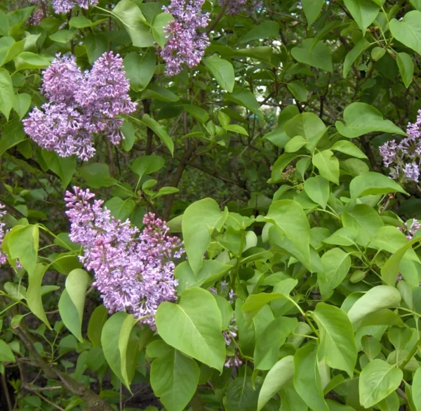 lilac-tree-syringa-vulgaris