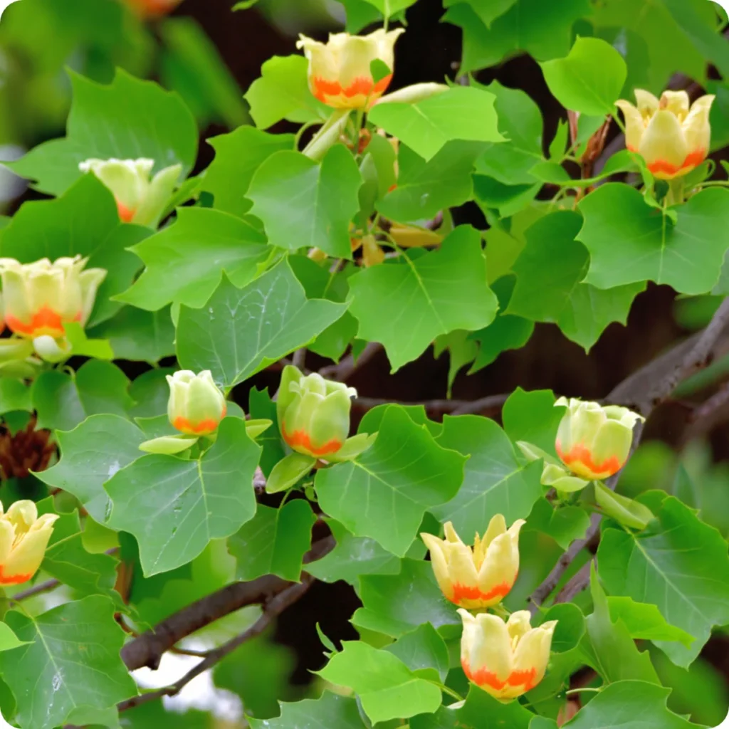 TulipTree-Liriodendron-tulipifera