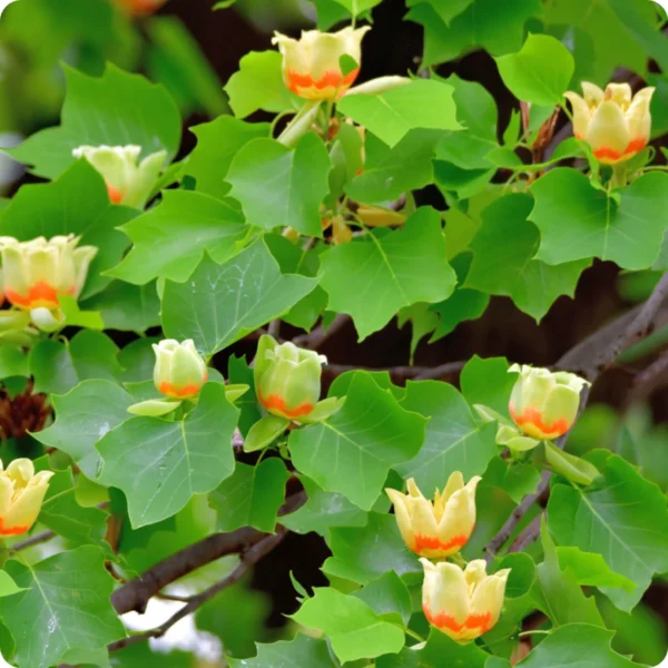 TulipTree-Liriodendron-tulipifera