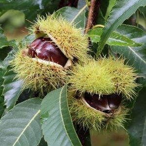 american-chestnut-tree-seedling