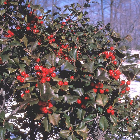 colorful-trees-american-holly-llex-opaca