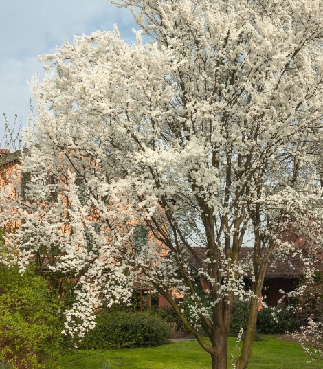 colorful-trees-american-plum-prunus-americana