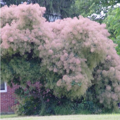 colorful-trees-american-smoketree-cotinus-obovatus