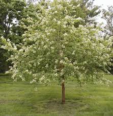 amur-chokecherry-tree-prunus-maackii