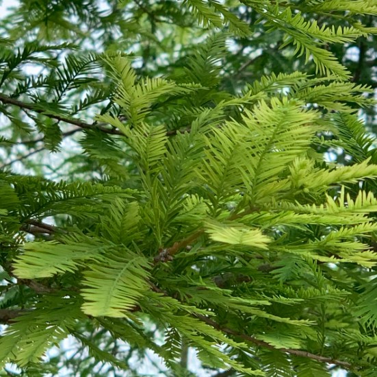 bald-cypress-tree-leaf