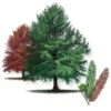 bald-cypress-tree-seedling