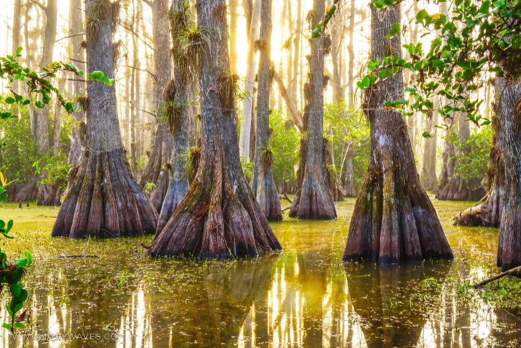 bald-cypress