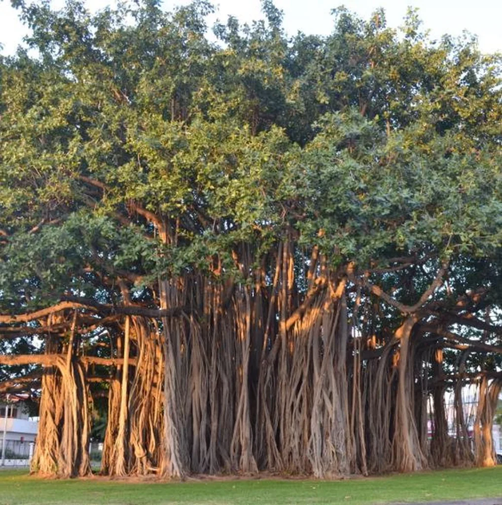 banyan-tree-wet-soil-trees