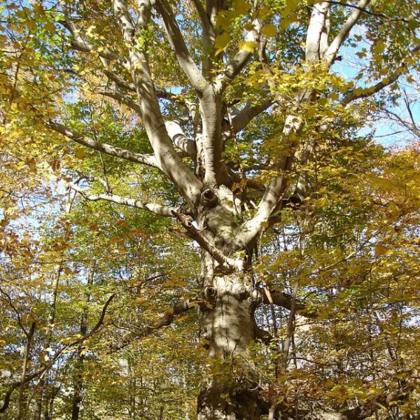 beech-tree