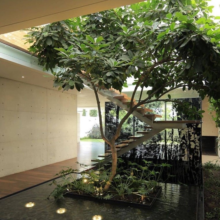 best-indoor-trees-large-and-small