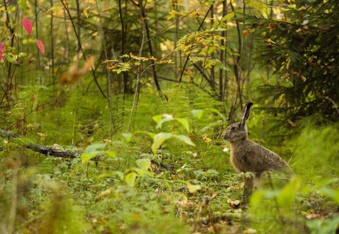 best-trees-for-attracting-wildlife