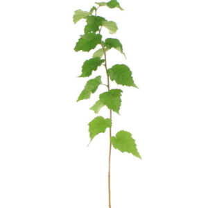 white-birch-plant-a-tree-donation