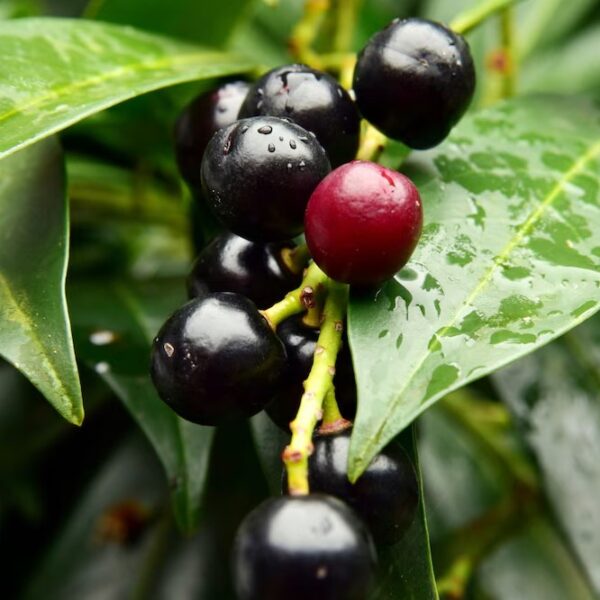 black-cherry-tree