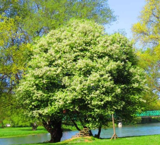 black-cherry-tree-zone-three