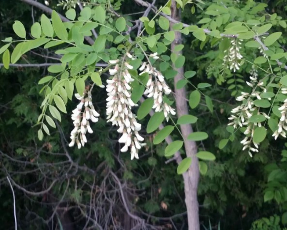 colorful-trees-black-locust-robina-pseudoacia