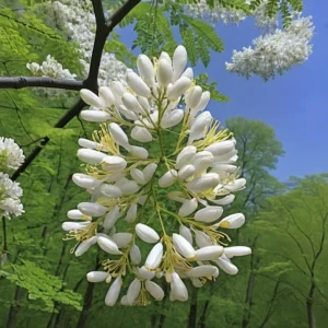 black-locust-tree-flowers