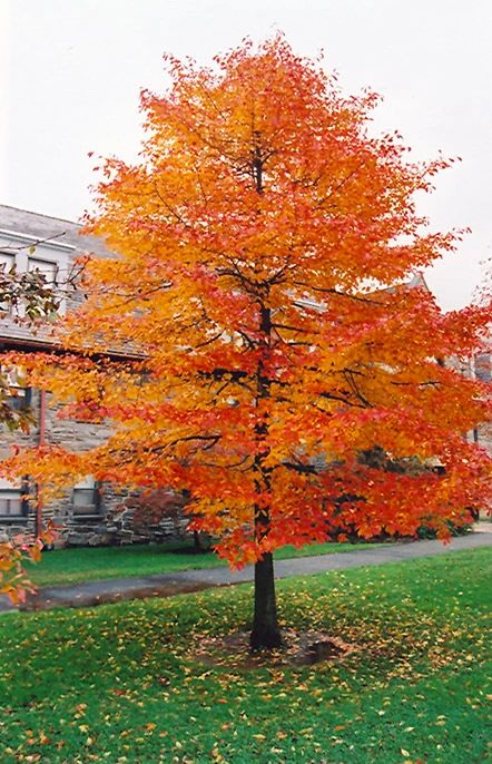 colorful-trees-black-tupelo-nyssa-sylvatica-tree