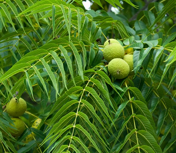 black-walnut-tree-foilage-closeup-view