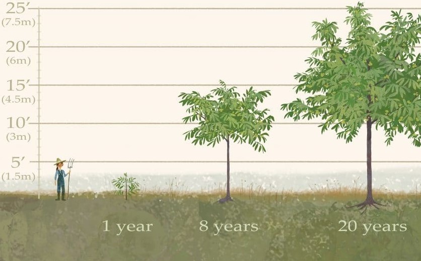 black-walnut-tree-growth-chart