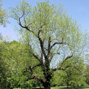 black-walnut-tree-seedling-seeds